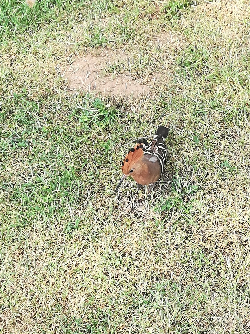 Grass bird