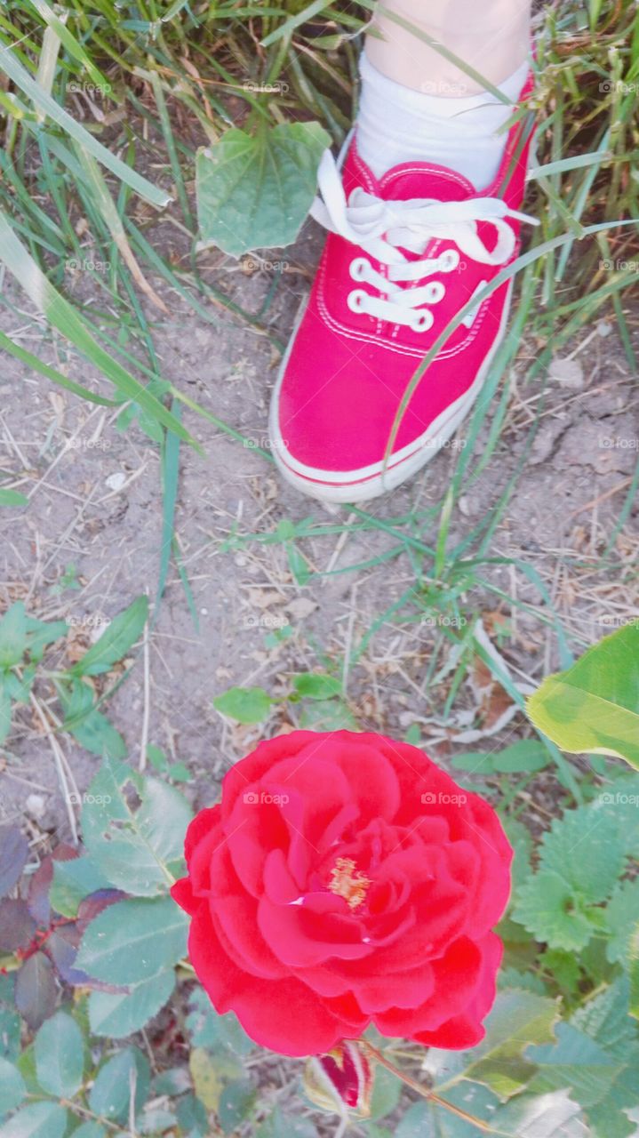 Vans and roses ❤