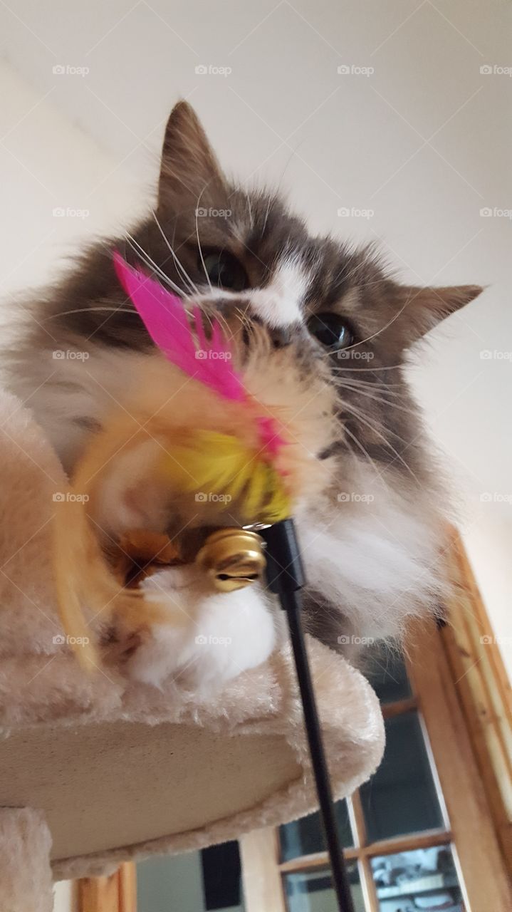 cat and toy