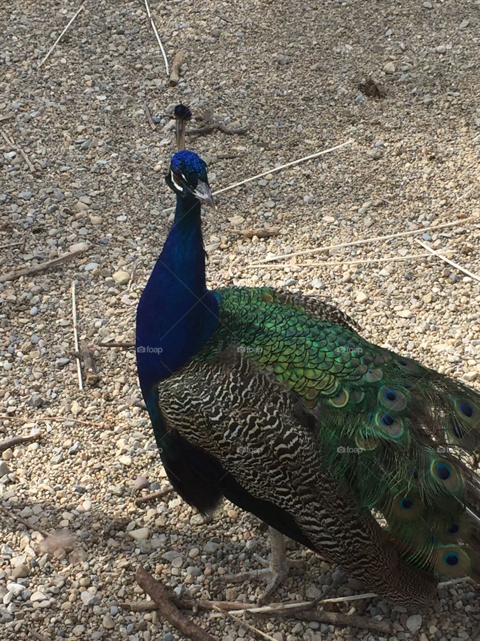 An absolutely beautiful male peacock 