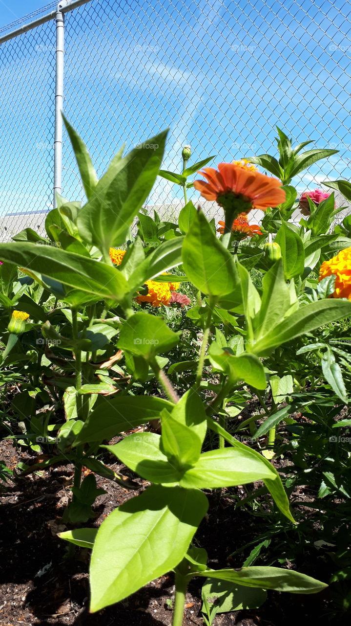 Calendula in the Sun