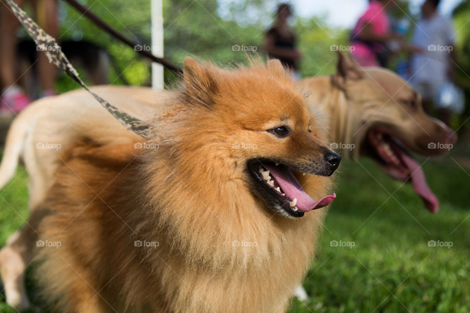 Close-up of brown dog