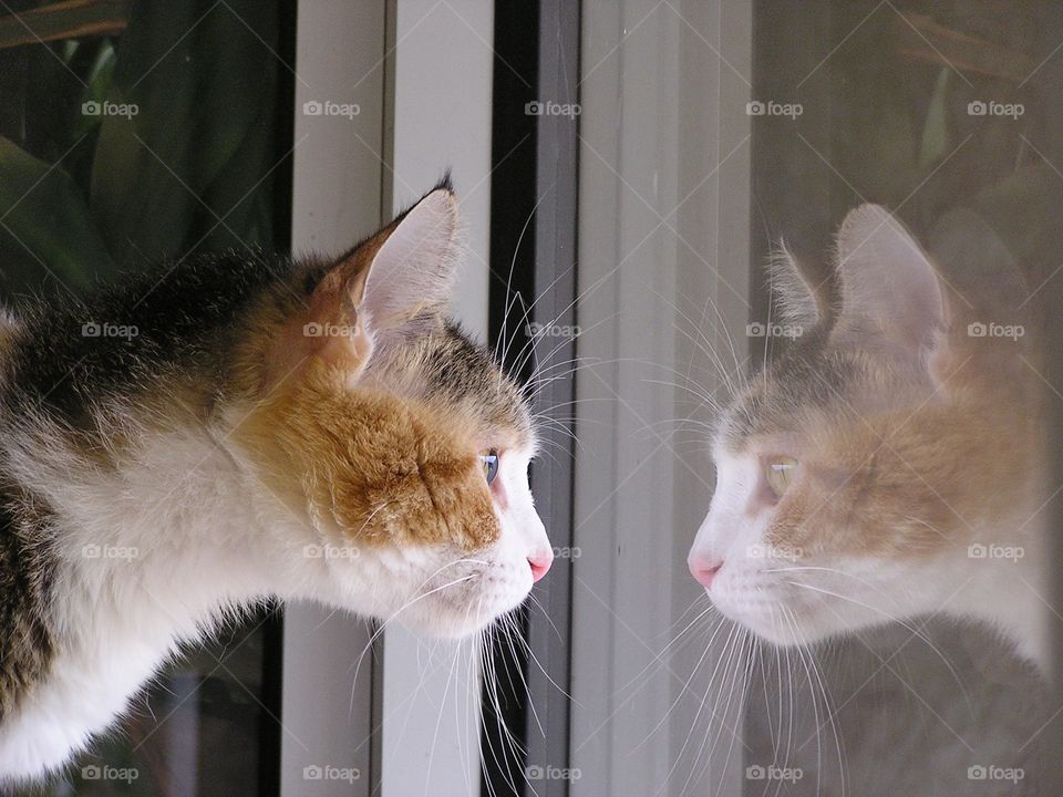 Reflections. Calico shelter cat waiting for new home