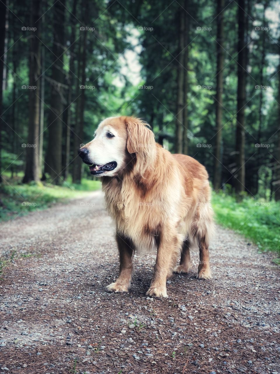 Beautiful dog in the forest 