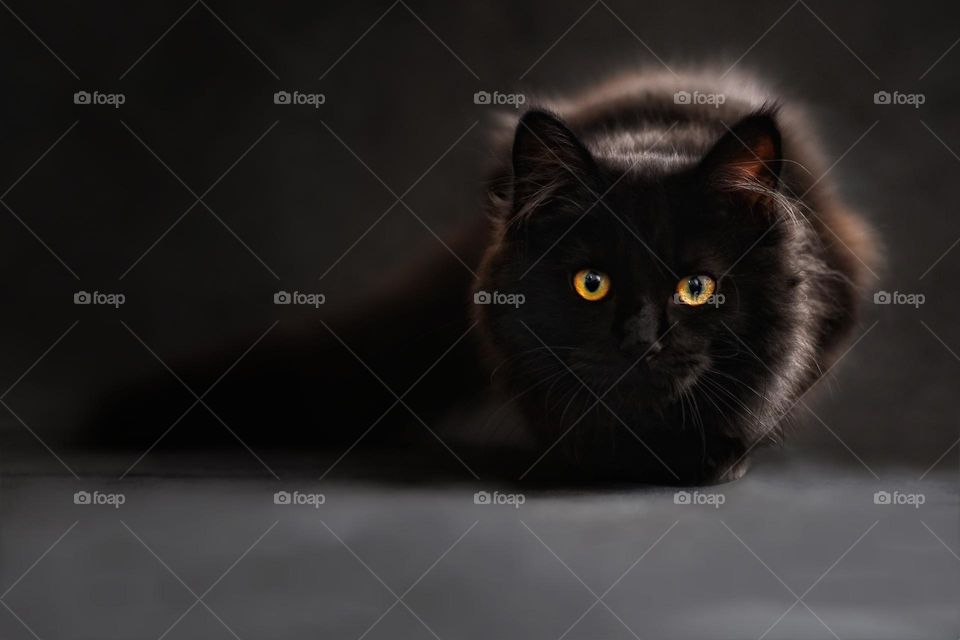 A beautiful photograph of a black fur with an eyes glowing in the dark