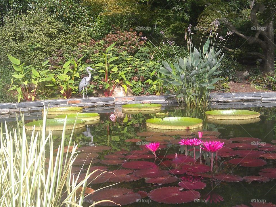 Zen Pond 