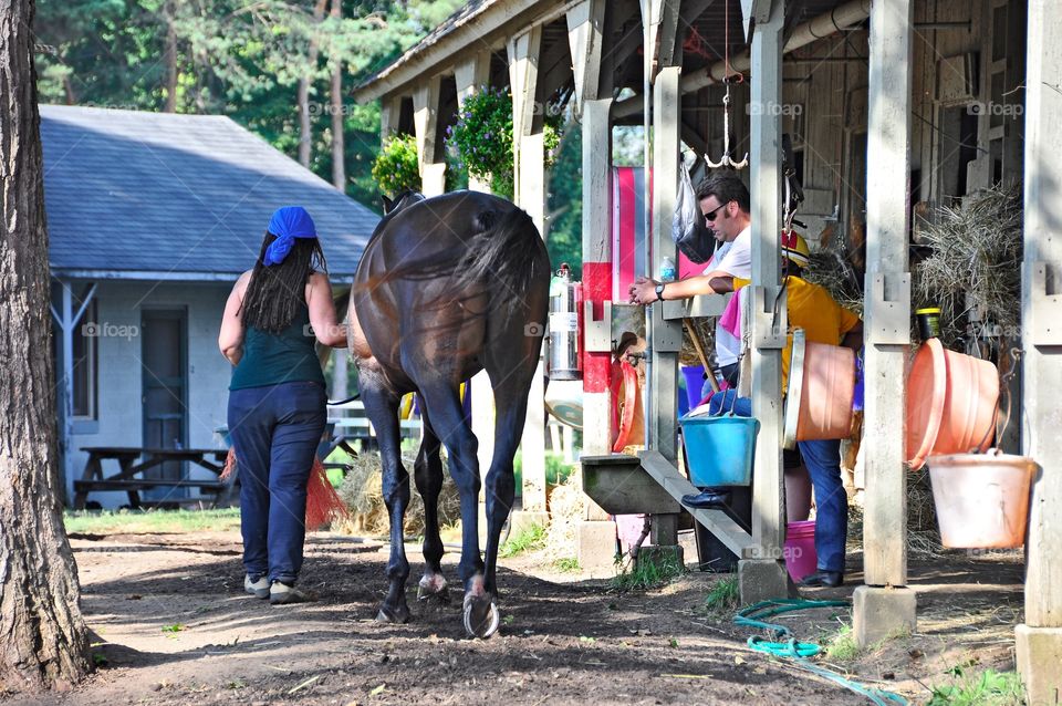 Horse Haven. Opening day at the Schwartz barn on the backstretch of Horse Haven. Stable hands prepare for a great season. 
zazzle.com