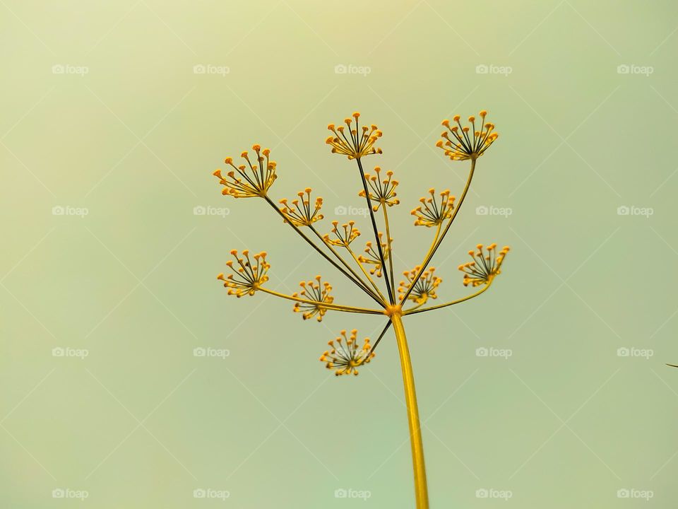 A blooming fennel in a garden - Anethum graveolens