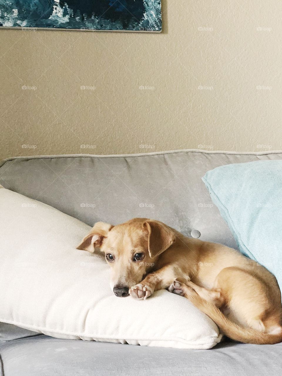 Dachshund puppy napping on couch