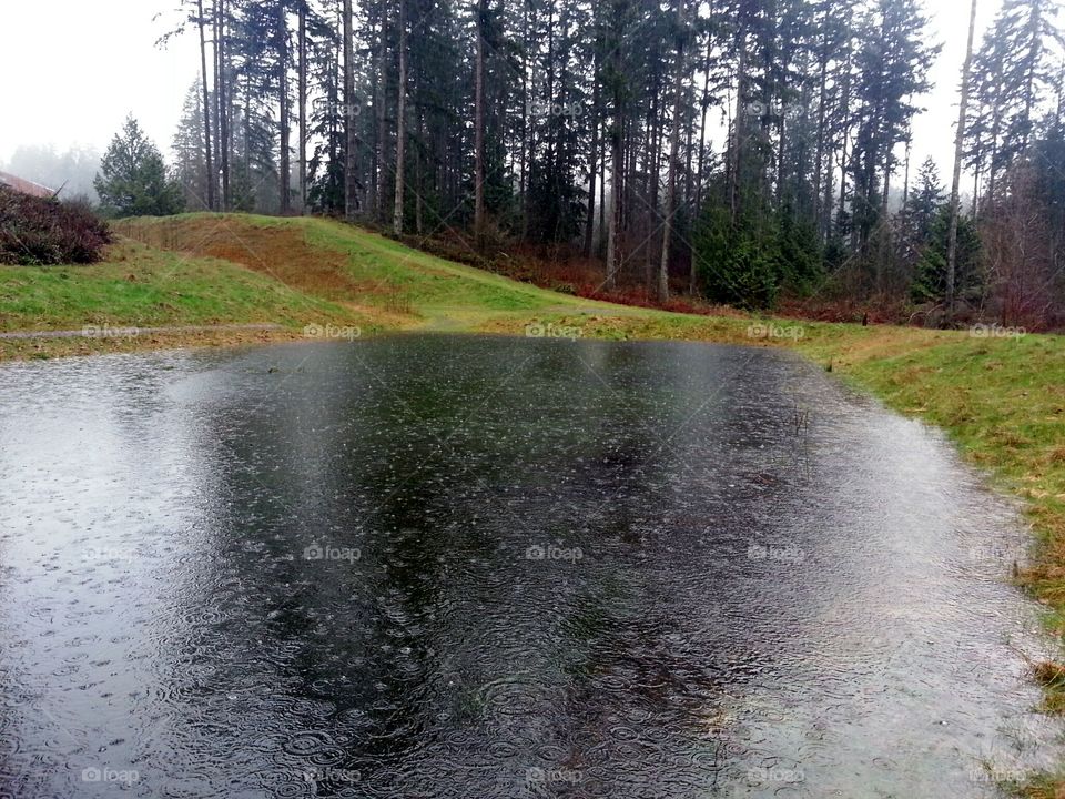 The Environmental Pond . Rainy days and Mondays, the song I was reminded of. 