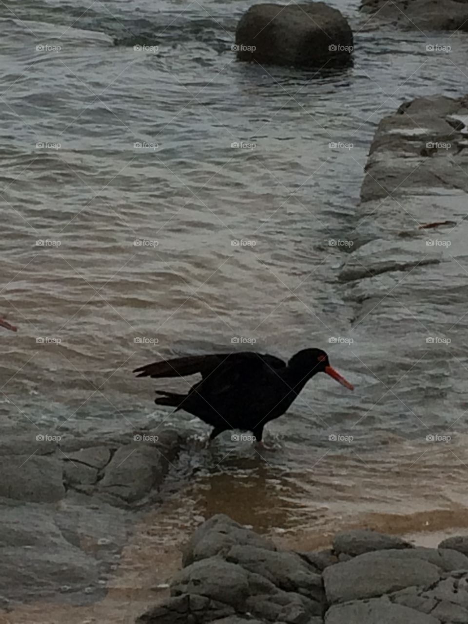 Black bird on the seashore 