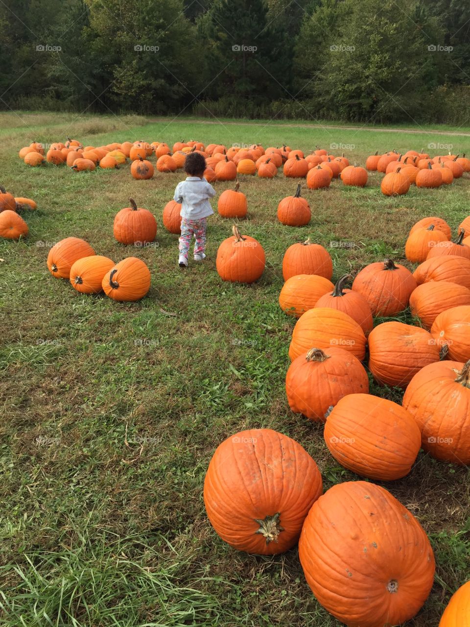 A girl and her pumpkins