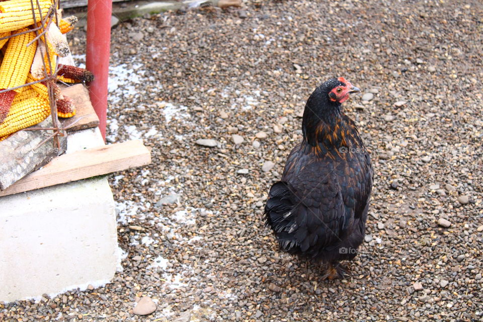 Black chicken on gray ground and corn