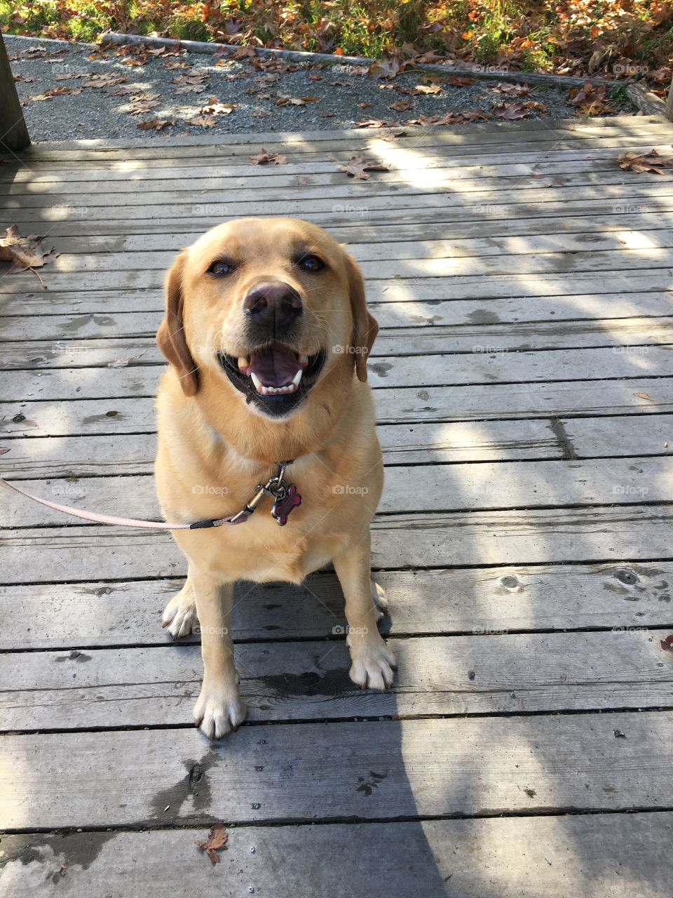 Cute Labrador smiling at me