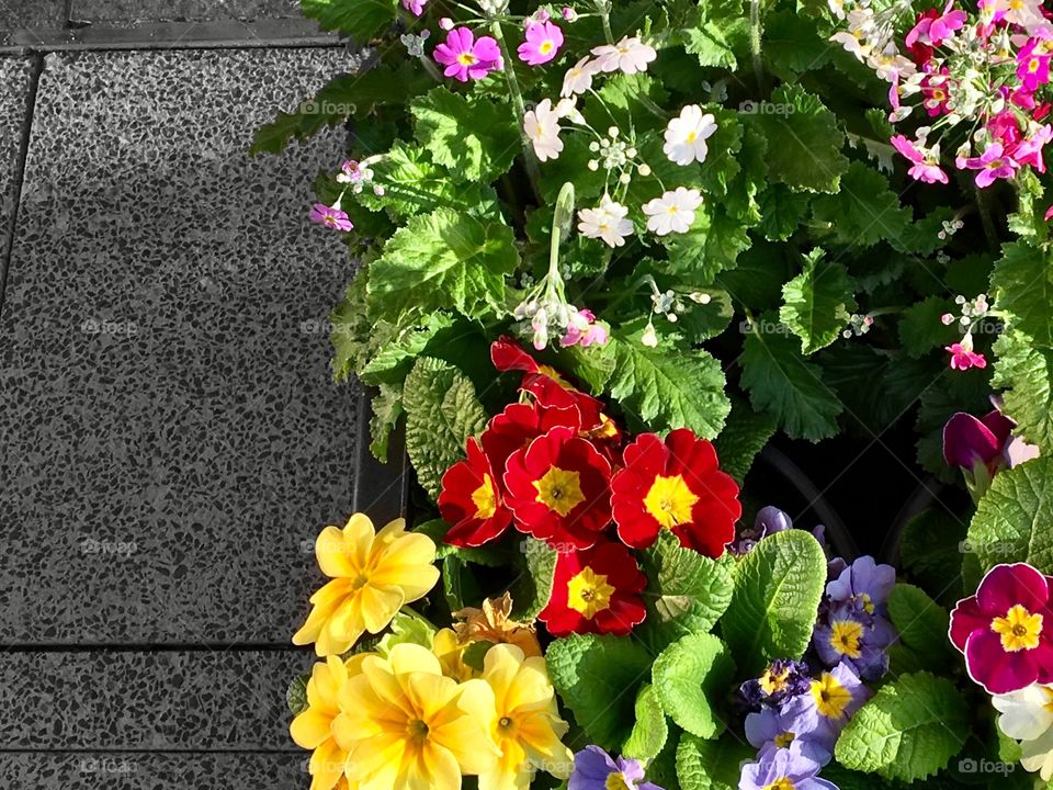 Colourful flowers on the street.
