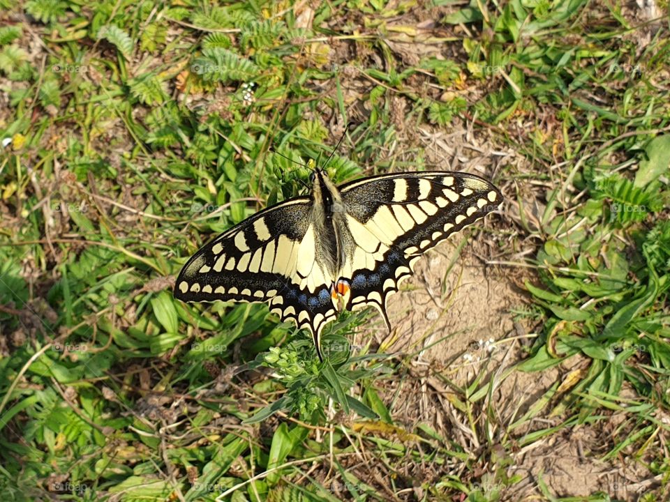 Schmetterling Butterfly