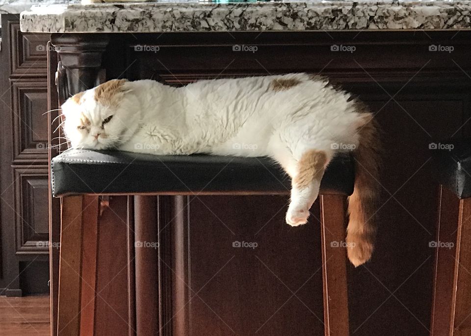 Our cat, Princess Peach, relaxing.