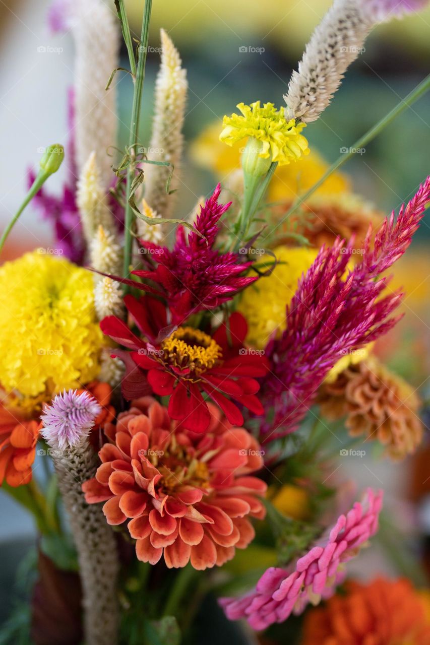 Colorful Flowers