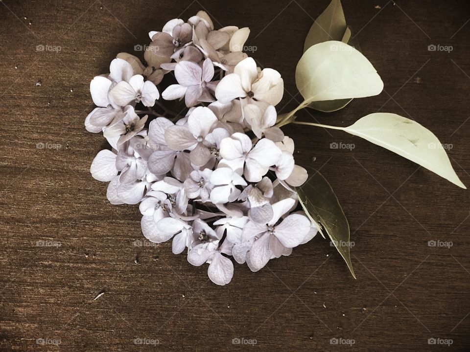 Delicate Hydrangea soft and elegant 