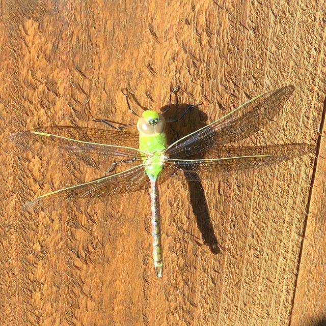 Green Darner Dragonfly