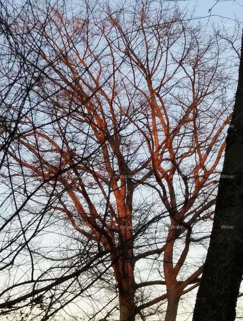 winter sunset on trees