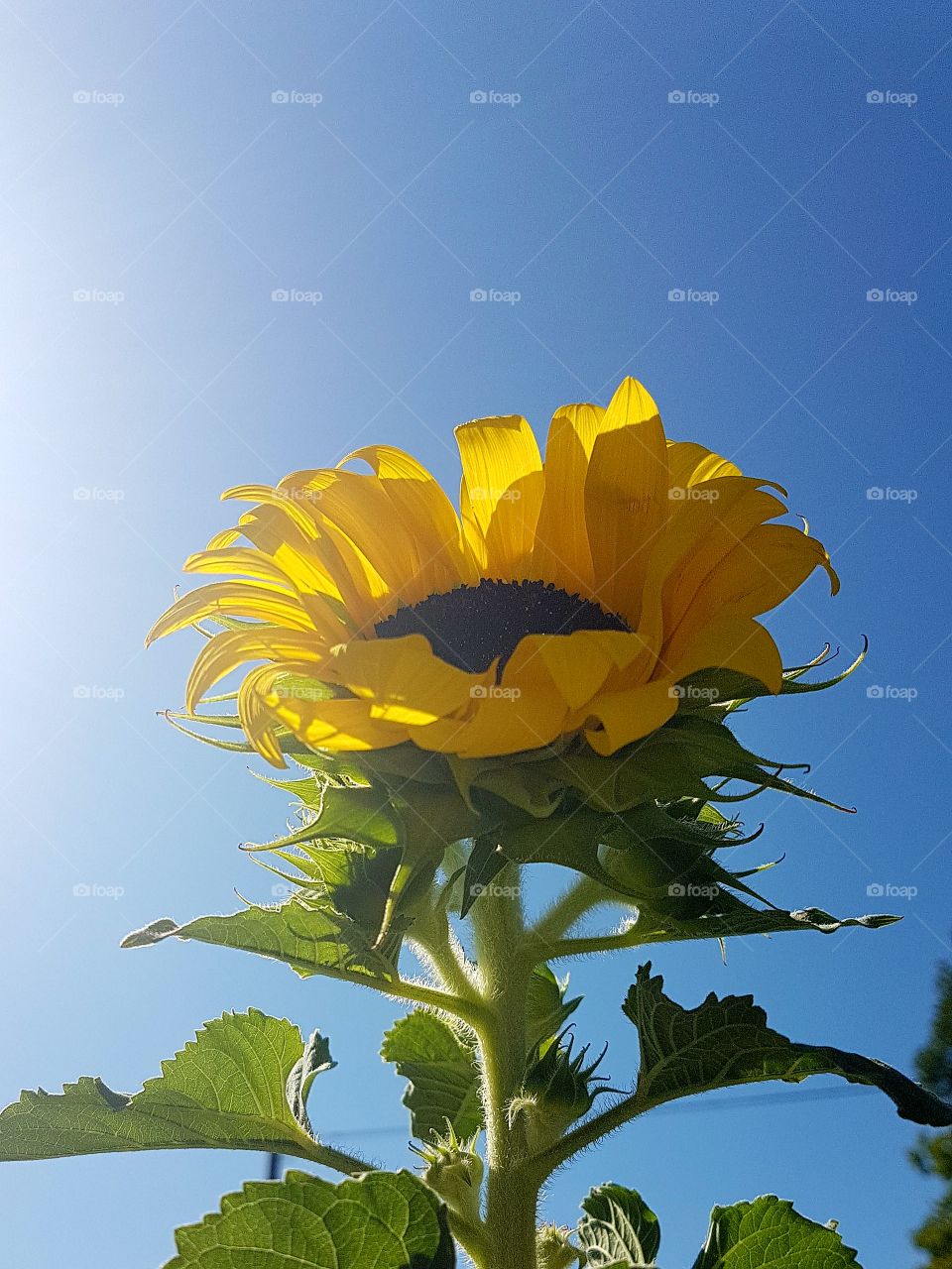 Sunflower in the sky