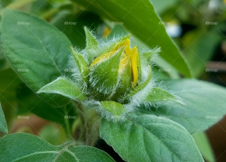 Close-up of a bud of an Ornamental Sunflower