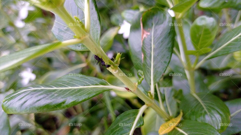 ant on plant