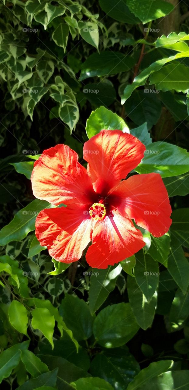 red flower in Lisbon