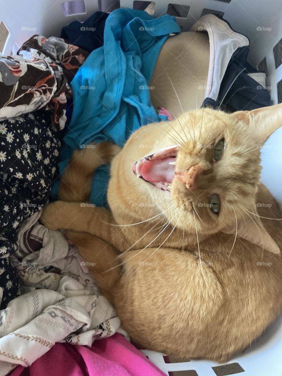 Laundry basket cat🧺