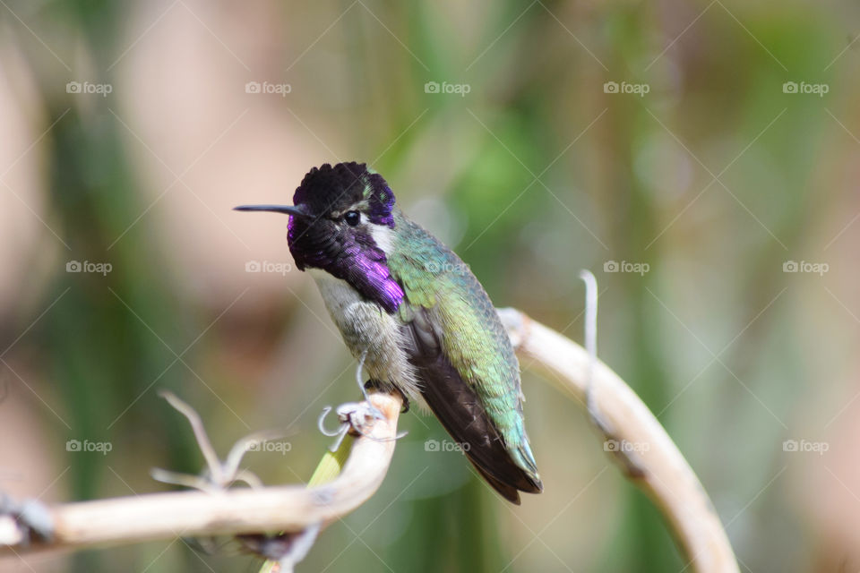 Nature, Wildlife, Hummingbird, Bird, No Person