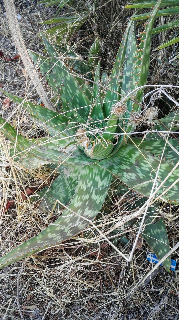 Aloe