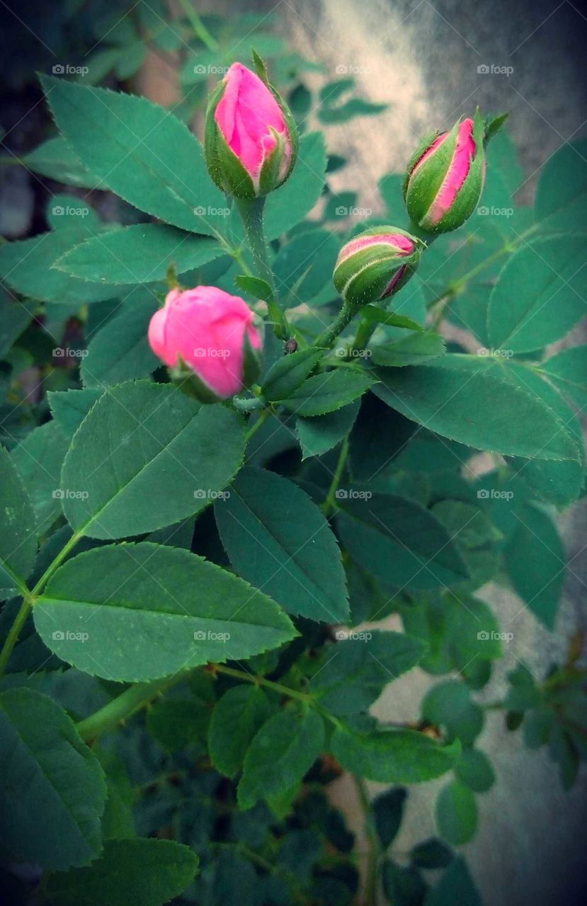 Rose Flower Bud's.