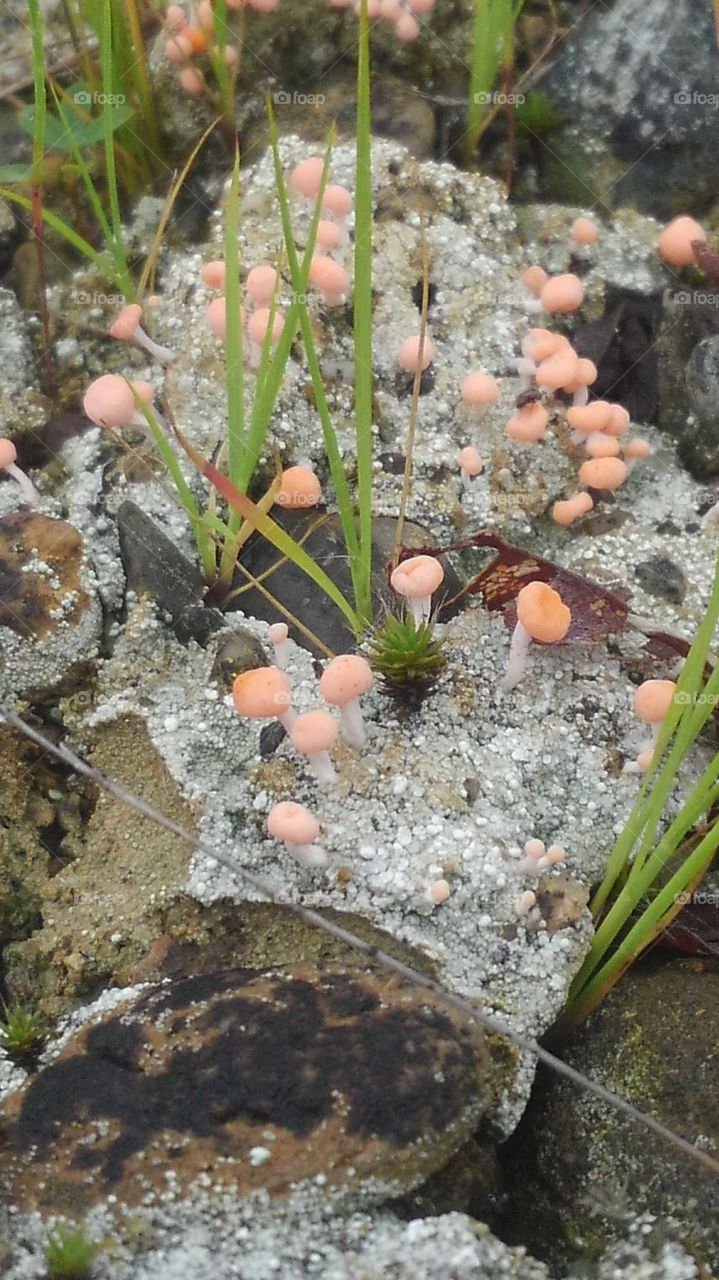 a close up of tinny pink mushrooms