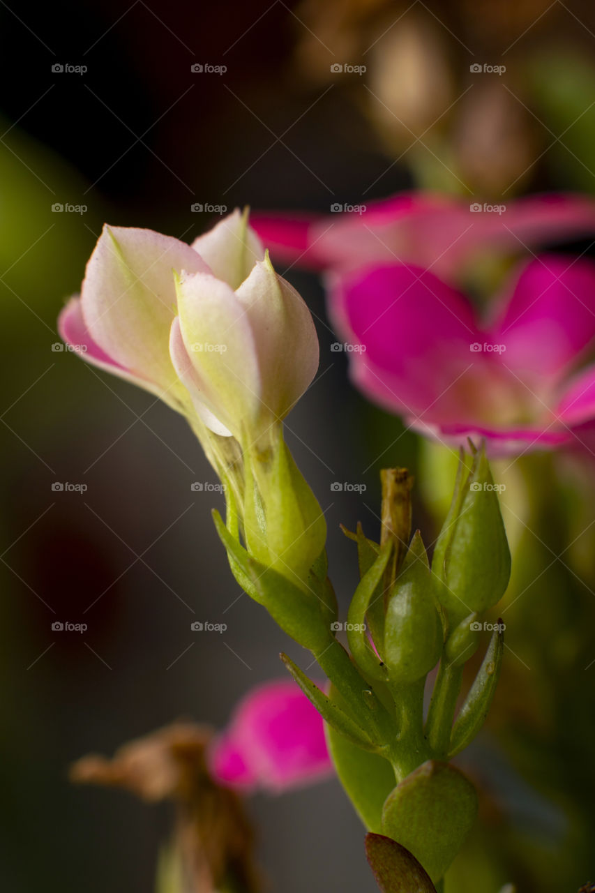 Colorful flowers in spring.