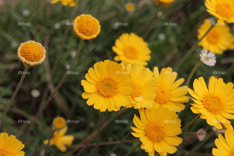 A gorgeous close up of these vibrant yellow flowers, focusing on the beauty of the flower.