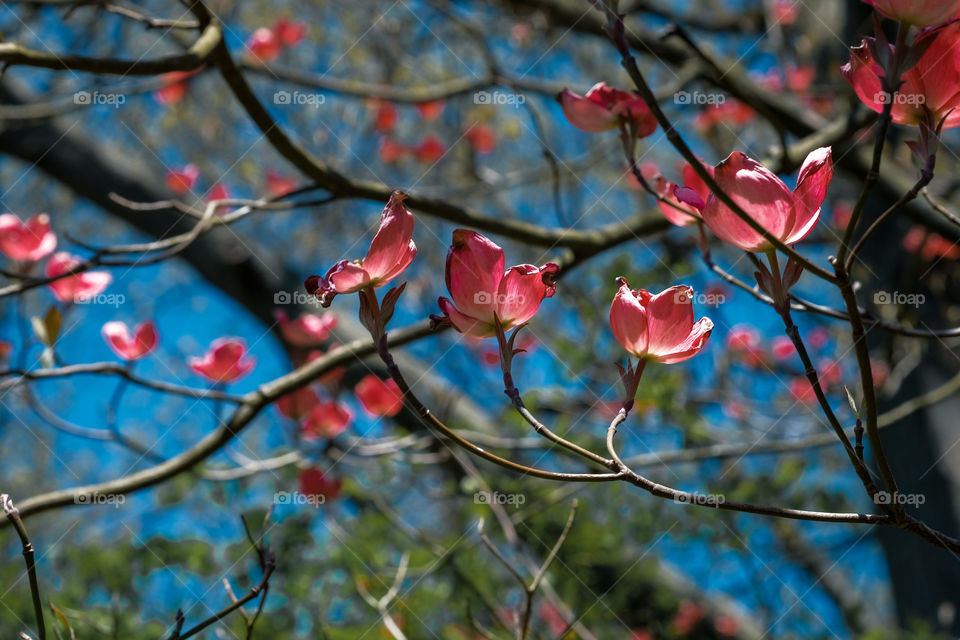 Tree blossoms