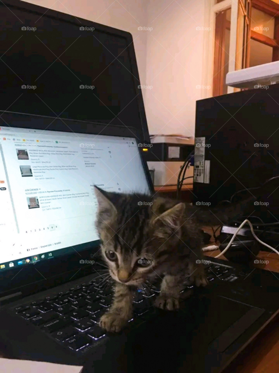 nice collar , working on computer