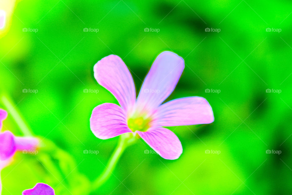 Flower
