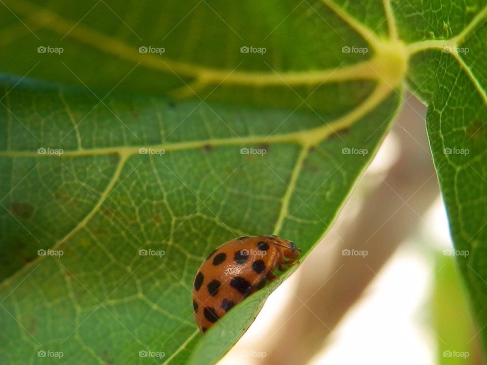 Ladybird
