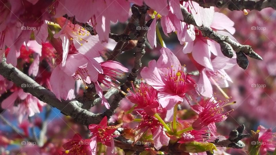 Pink flowers blooming in the garden