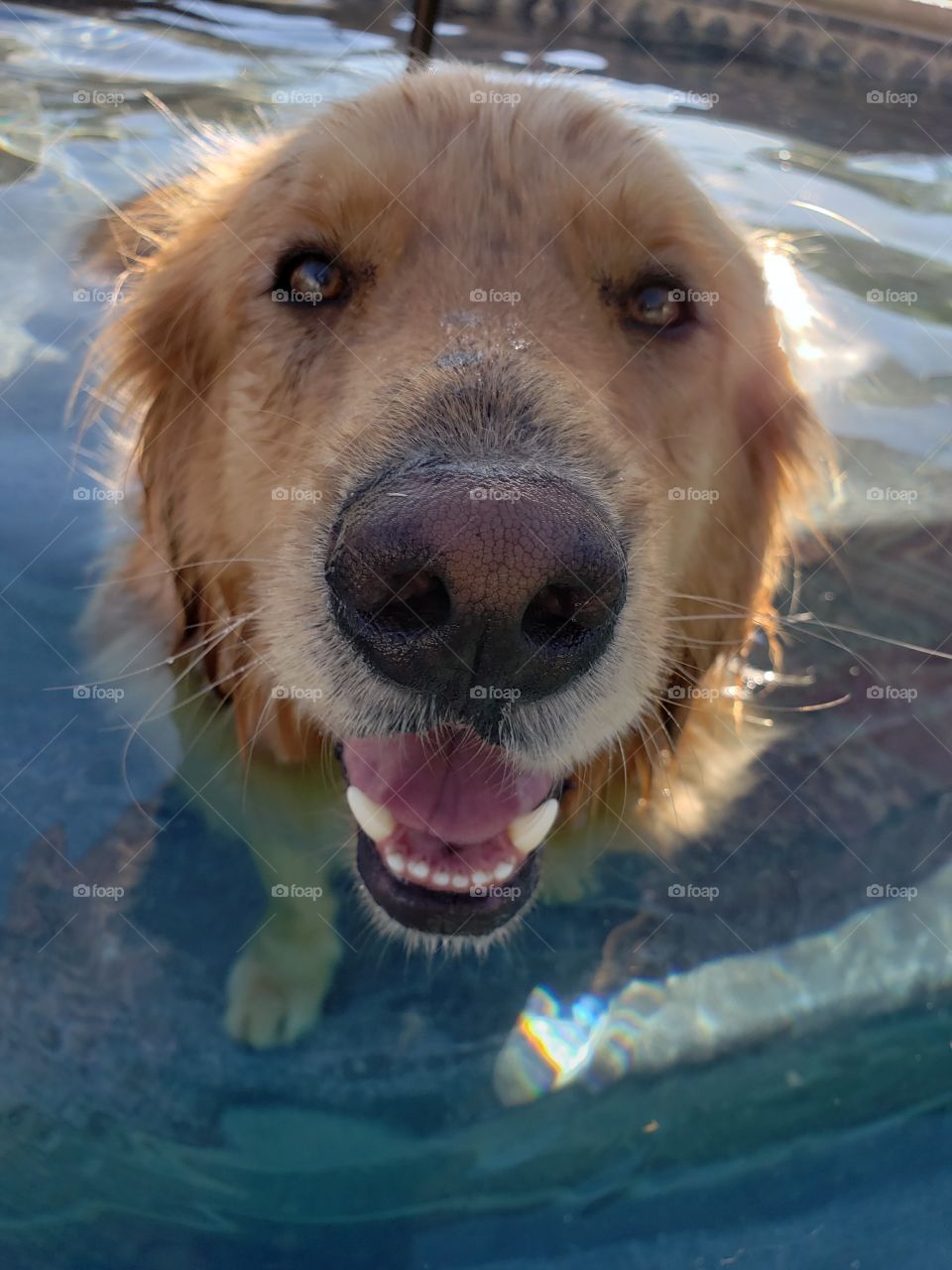 golden retriever in pool happy