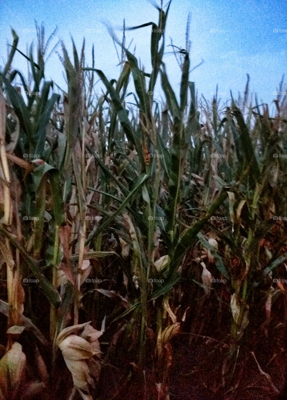 corn field. evening corn field