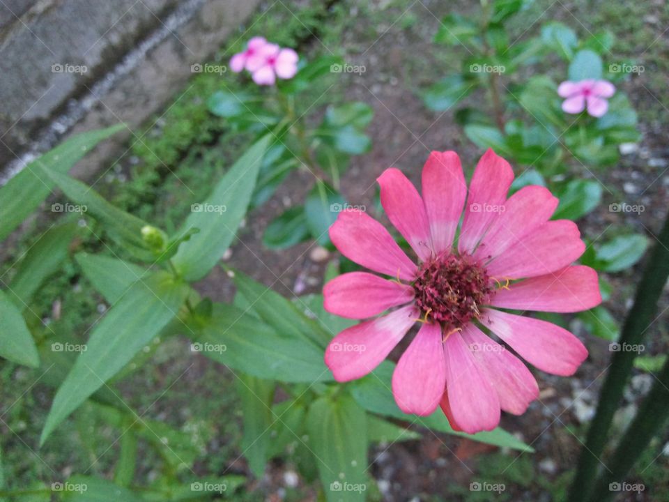 pink flower