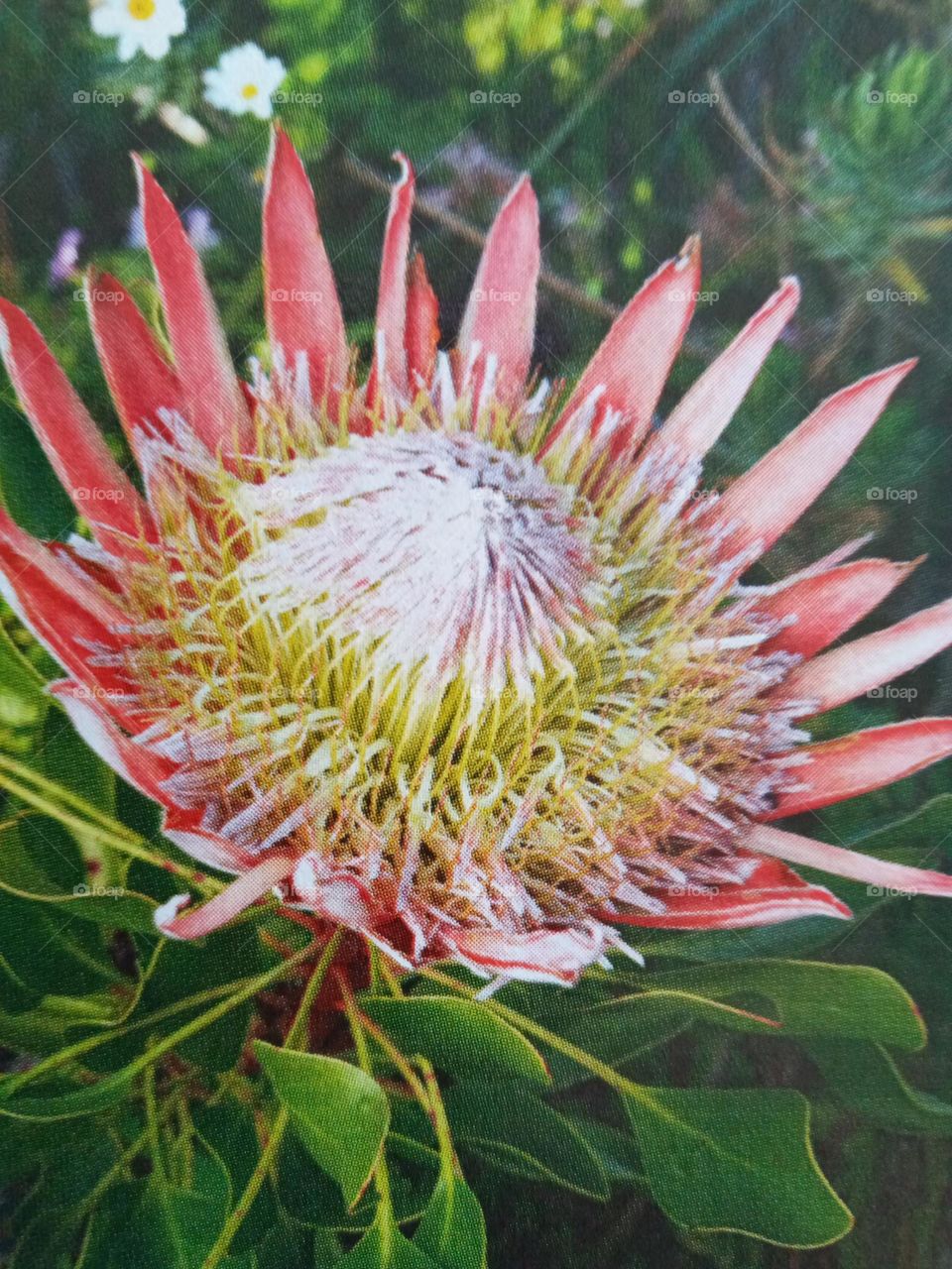 Protea Flower 🌼