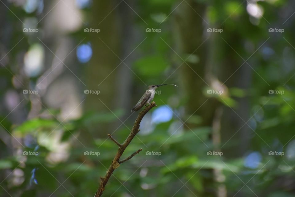 Cute female hummingbird sitting in tree 