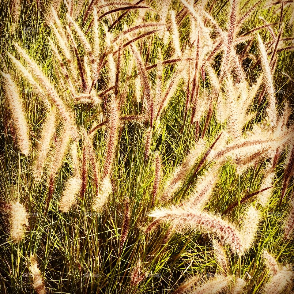 Beautiful Winter Grasses in fields Victoria Australia 