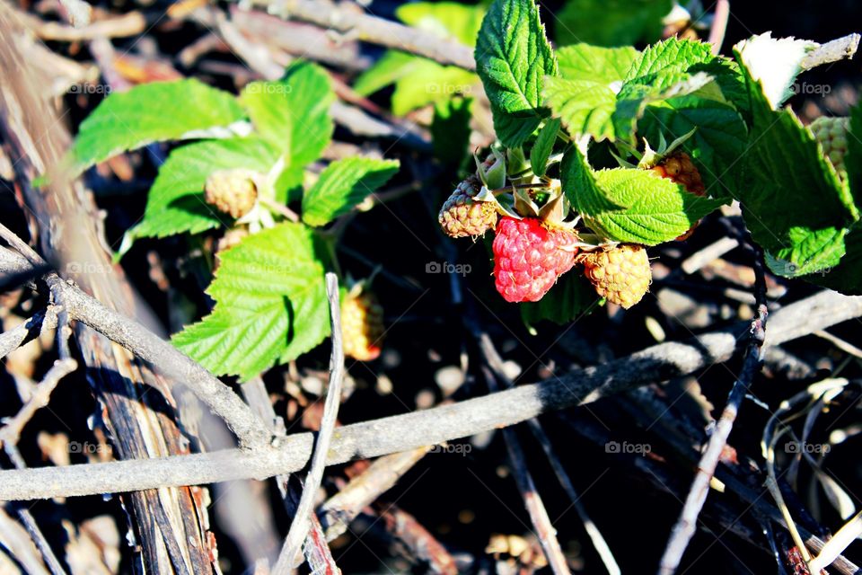 First Raspberry of the Year