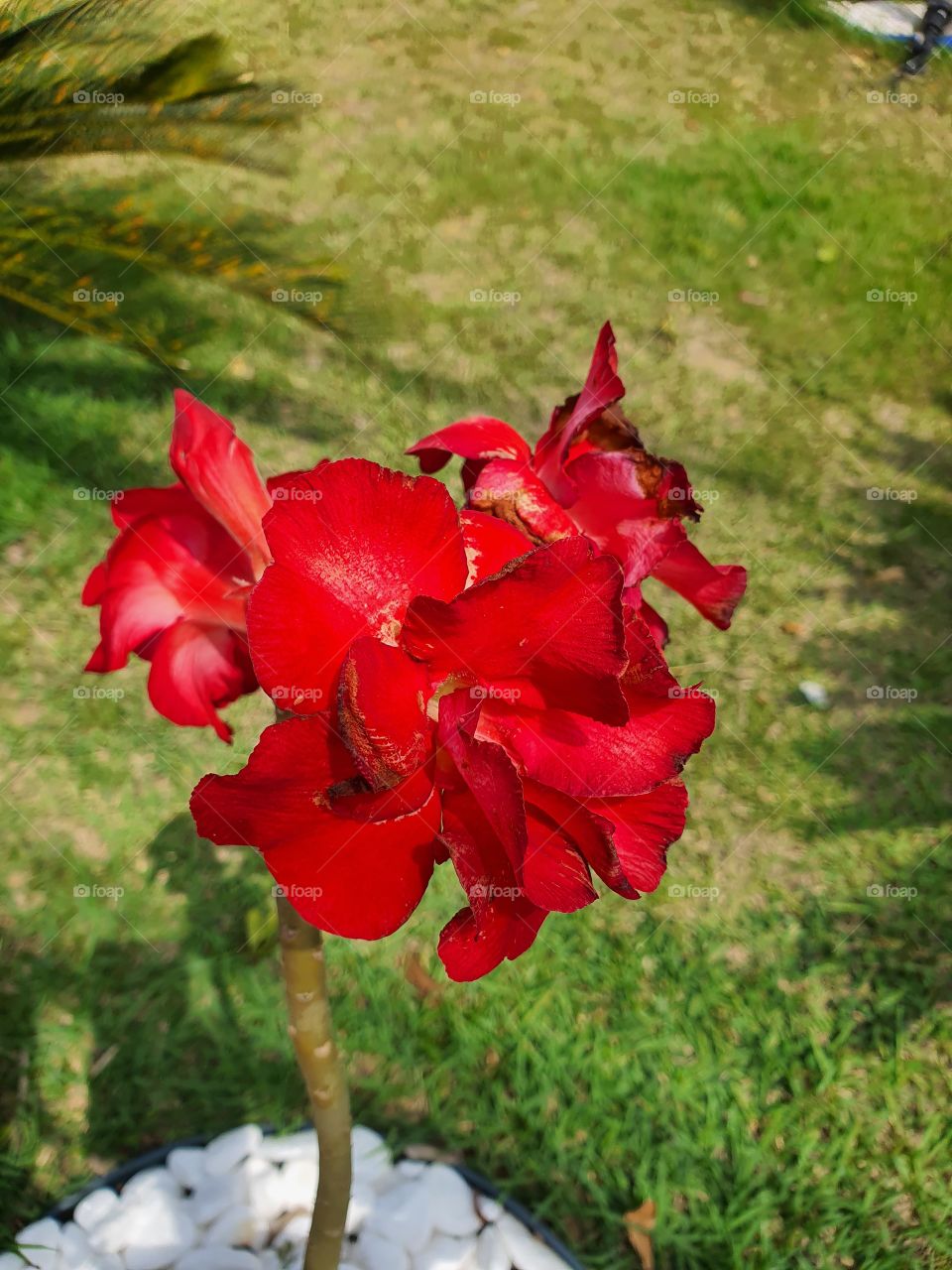 red flower