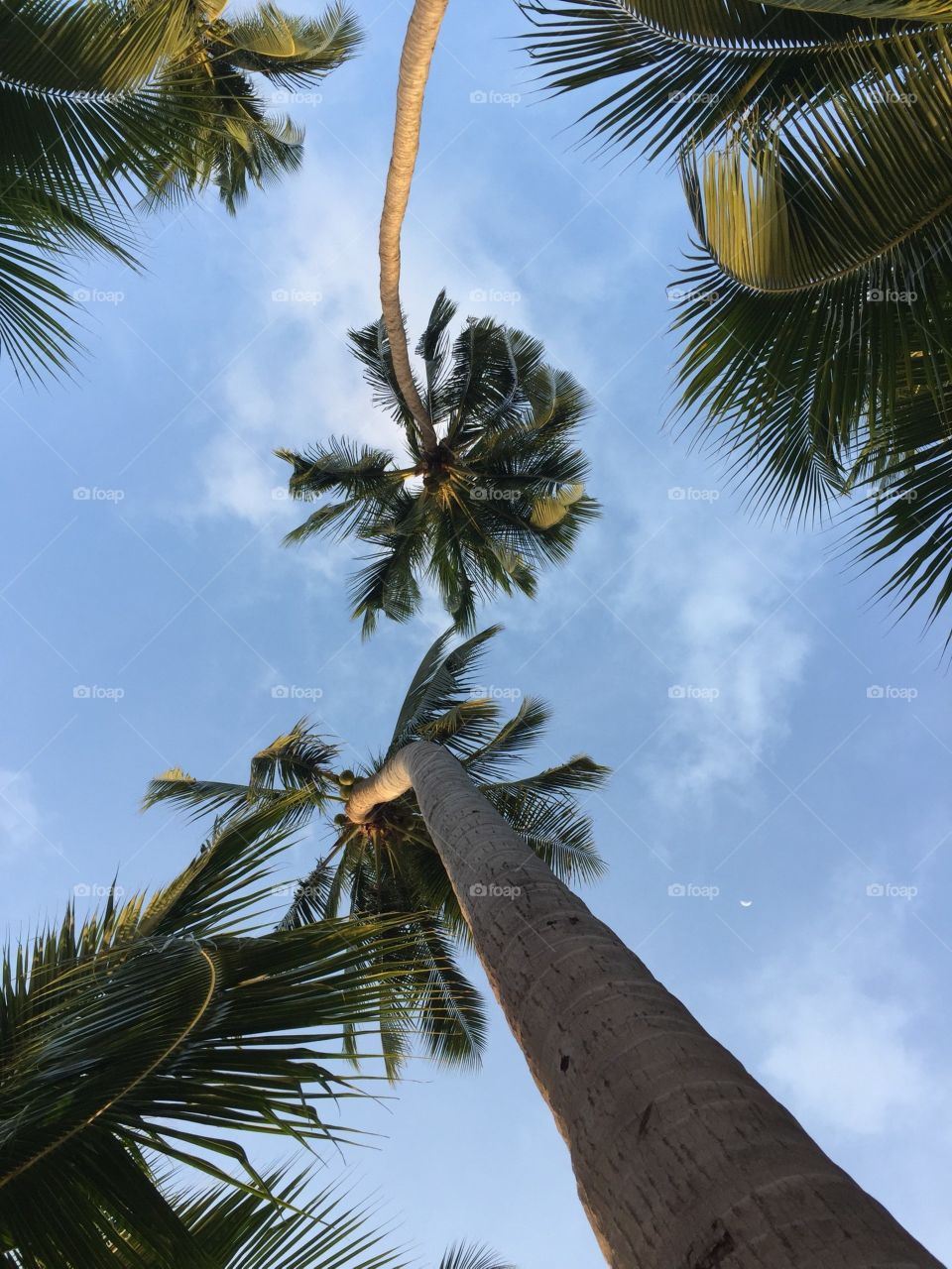 Palm, Tree, Tropical, No Person, Beach